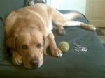 rocky_1