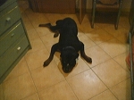 rott_nadia_8