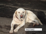 tristano