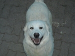 zeus
