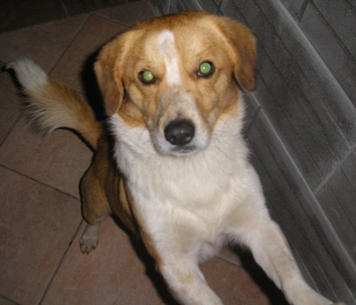 trovatoisolasacra1