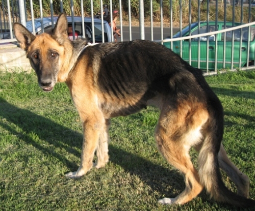 venusia
