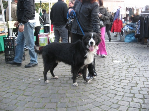willy5