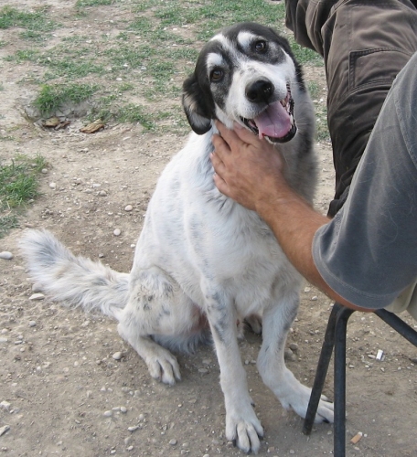 zampalesta