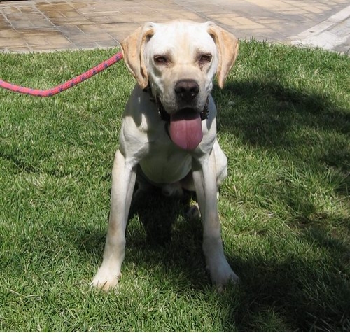 802-09_rocco
