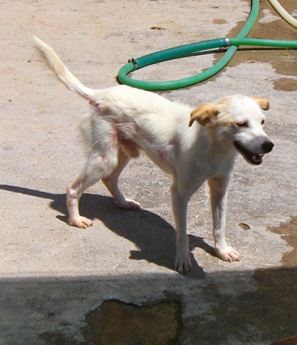albino1