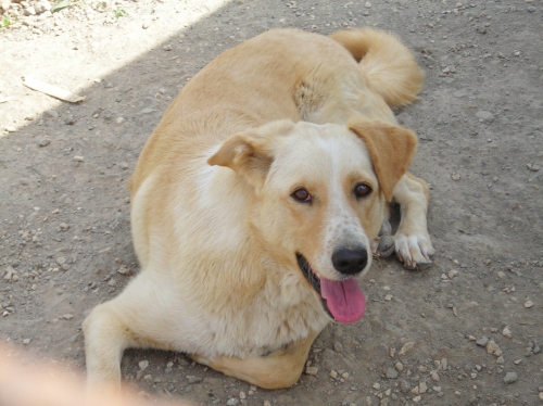 bionda
