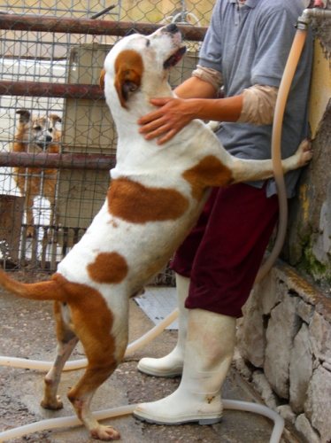 cagnolone1