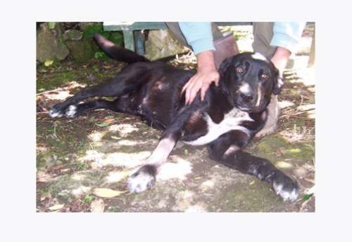 cane_nero_manziana_006