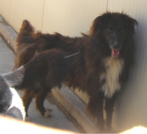 collie1_copy
