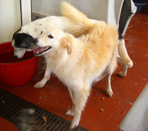 collie3