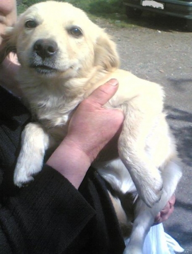 cucciola_n