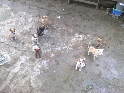cuccioli