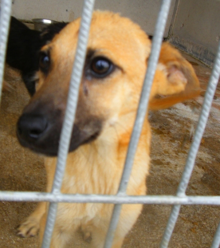 cucciolo4