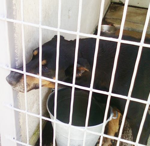 dobermananziana
