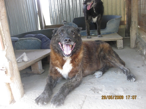 igor059