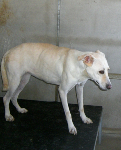 labradorfiglia