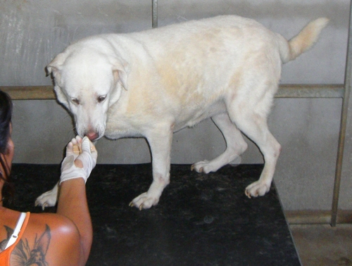 labradormamma1