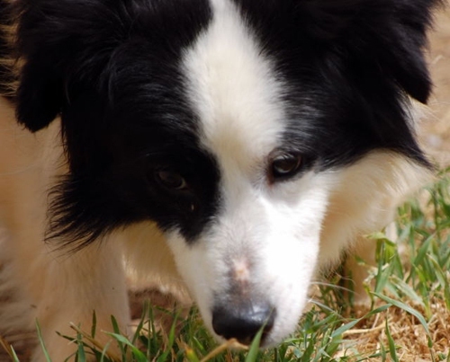 met_bord_collie_basso