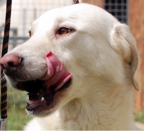 met_labrador2