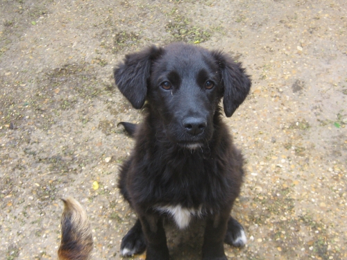 nerina_2354_1