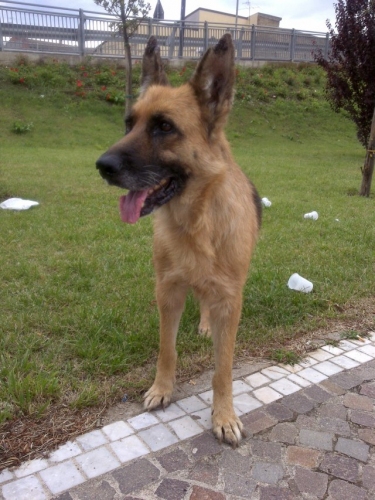 pastorella
