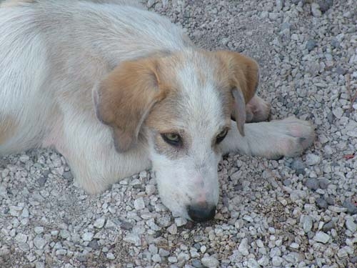 petvillagecuccluglio1