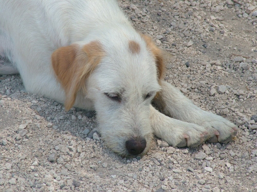 petvillagecuccluglio2_copy