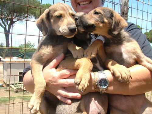 petvillagecuccluglio3