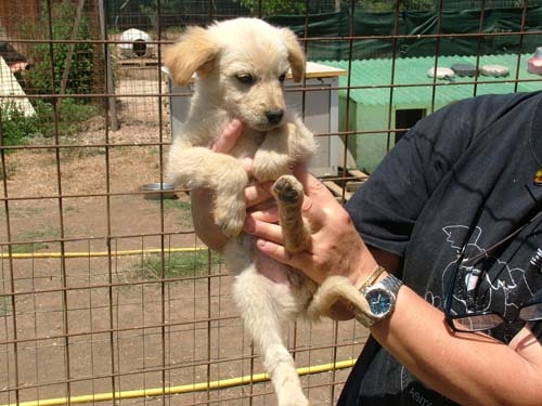 petvillagecuccluglio4