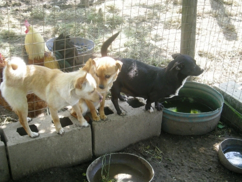 piccoline