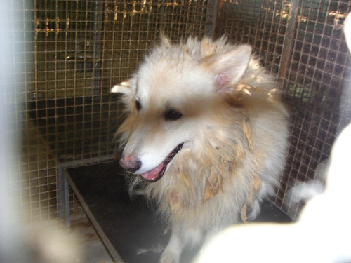 questocane5