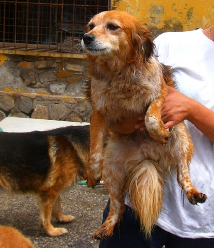 terbretoncina1