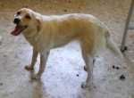 agnesina2_copy