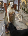 cagnolone2