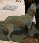 cimg0368_copy