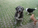 Ciro Lilly e Leo