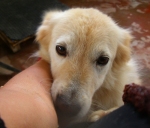 collie1