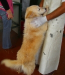 collie2
