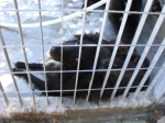 collie2_copy
