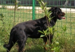 coppiarot4