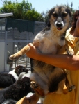 cricri1