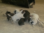 cucciolata