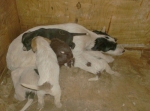cucciolata3_copy_copy