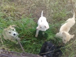 cuccioli2