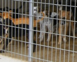 cucciolinsieme