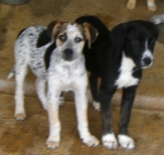 cucciolo2-3_copy
