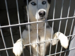 fantasticihusky1_copy