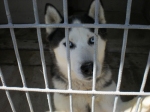 fantasticihusky2
