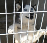fantasticihusky5